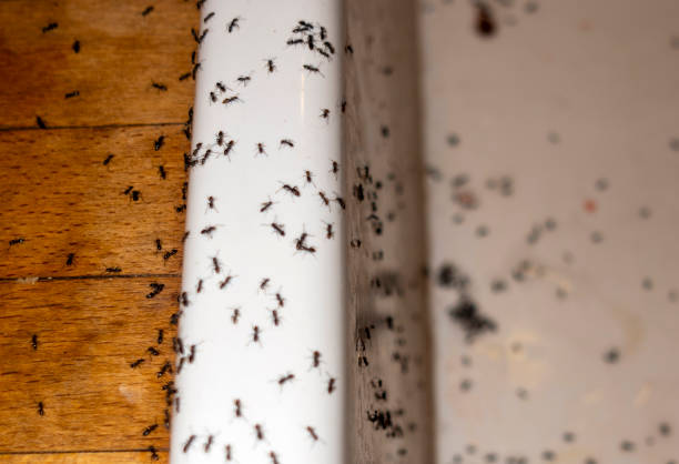 Best Spider Control Near Me  in Bedminster, NJ