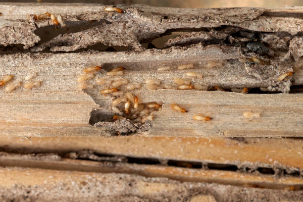 Best Pest Inspection Near Me  in Bedminster, NJ